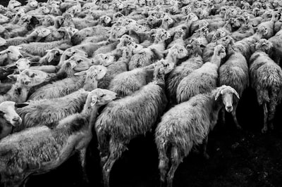 灰阶照片中的羊群